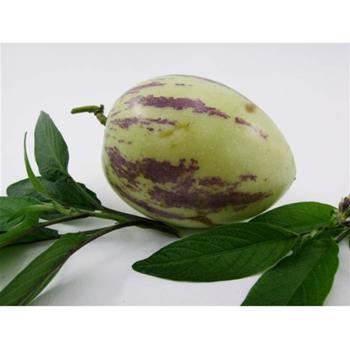 Pepino 11cm