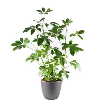 Šefflera květináč 13cm