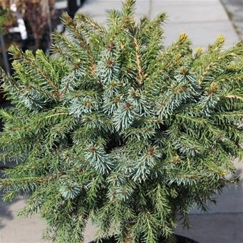 Smrk Pančičův Nana květináč 3 litry, výška 25/30cm, keř
