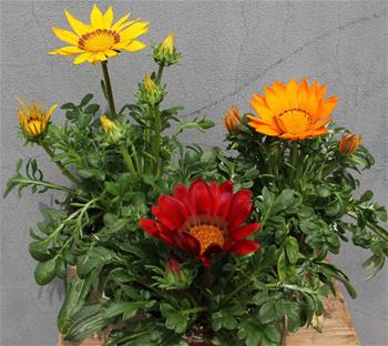 Gazania květináč květináč 10cm