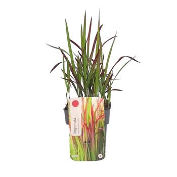 Imperata válcovitá Red Baron květináč 2 litry