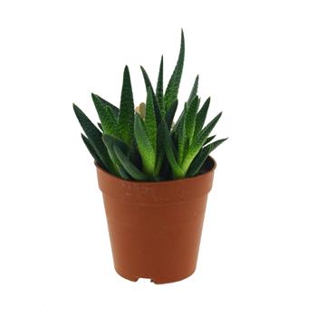 Havortie květináč 8cm