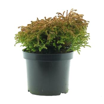 Zerav zápaní Golden Tuffet květináč 2,5 litru, výška 20/25cm, keř
