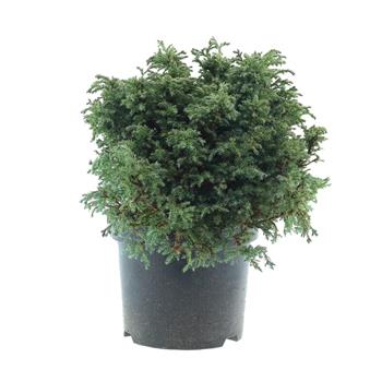 Cypřišek hrachonosný Baby Blue výška 20/25cm, květináč 2,5 litru