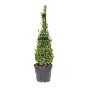 Zimostráz vždyzelený Faulkner výška 60/80cm, květináč 15 litrů, kužel