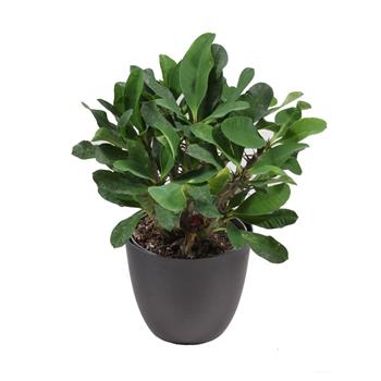 Pryšec zářivý mix květináč 13cm