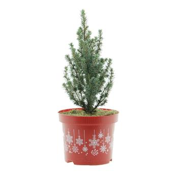 Smrk sivý Sanders Blue květináč 2 litry, výška 30/40cm, kužel