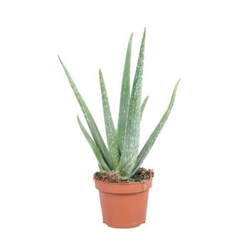 Aloe pravá květináč 15cm