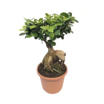 Fíkovník maloplodý bonsai, květináč 25cm