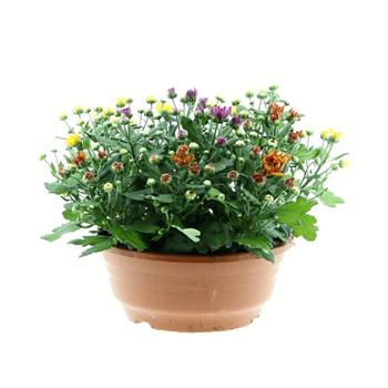 Chryzantéma Trio miska 23cm