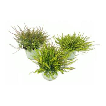 Vřesovec darleydalský mix květináč 17cm