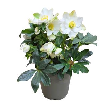 Čemeřice černá Christmas 18cm