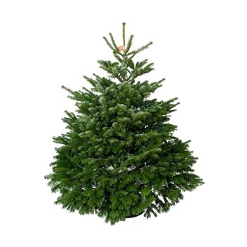 Jedle kavkazská řezaná 250-300cm