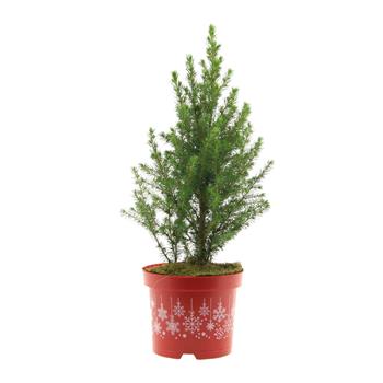 Smrk sivý Conica výška 30/+cm, květináč 2,5 litru