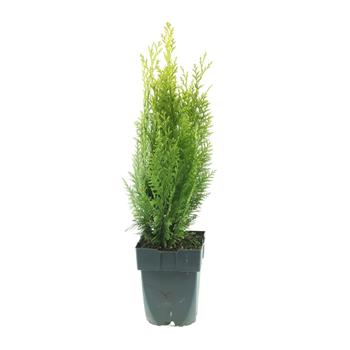 Cypřišek Lawsonův Ivonne výška 30/40cm, květináč 2 litry
