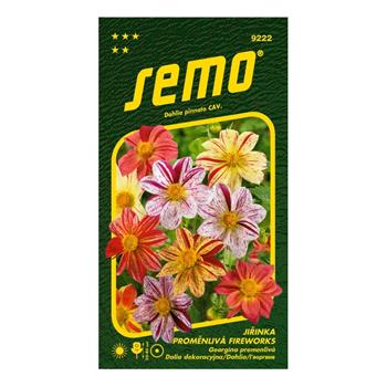 Jiřinka proměnlivá Fireworks