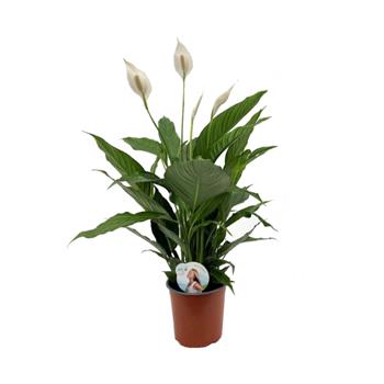 Lopatkovec květináč 19cm