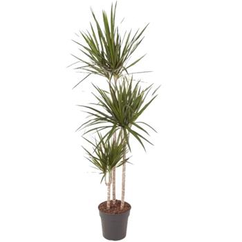 Dračinec vroubený květináč 21cm, kmínek 90cm+60cm+30cm