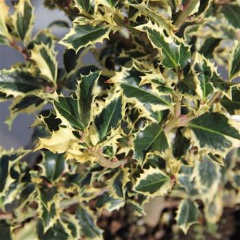 Cesmína ostrolistá Variegata květináč 10 litrů, výška 80/100cm, keř, samice