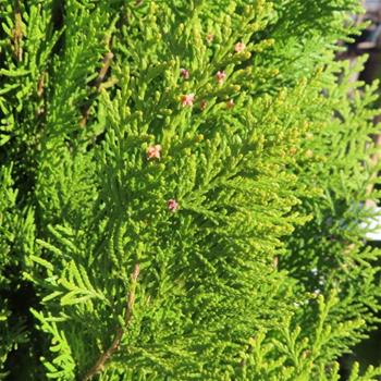 Zerav východní Pyramidalis Aurea květináč 12 litrů, výška 100/125cm, keř