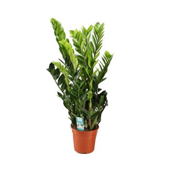 Zamiokulkas výška 80cm, květináč 21cm