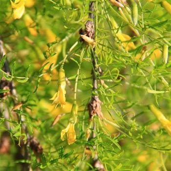 Čimišník stromovitý 'Pendula' kmínek 180cm, květináč 15 litrů, strom