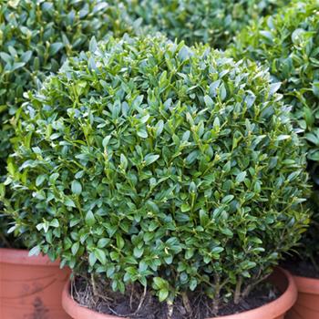 Zimostráz vždyzelený Arborescens výška 25/30cm, 5 litrů, koule