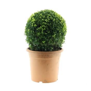 Zimostráz vždyzelený Arborescens výška 30/35cm, koule