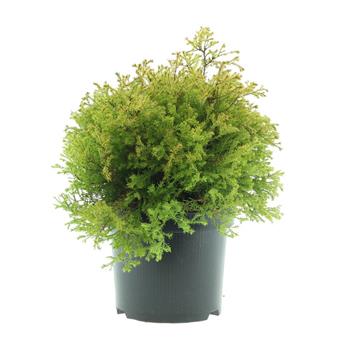 Zerav západní Rheingold květináč 2,5 litru, výška 25/30cm, keř