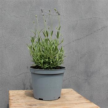 Levandule úzkolistá Hidcote květináč 14cm
