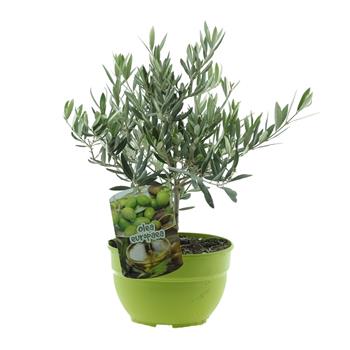 Olivovník evropský miini kmínek, miska 21cm