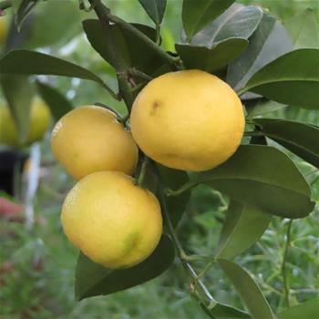 Mandarinka 70/90cm