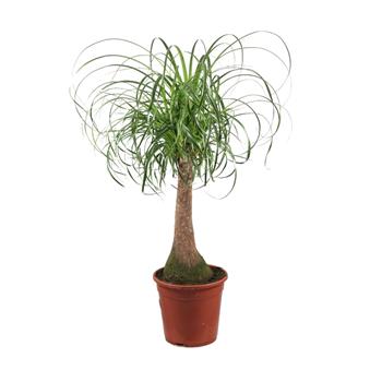 Nolina, sloní noha výška 80cm, květináč 21cm