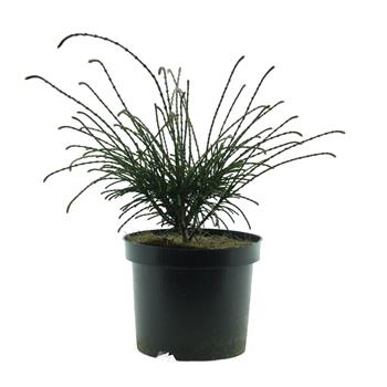 Zerav řasnatý Whipcord květináč 2,5 litru, výška 20/25cm, keř