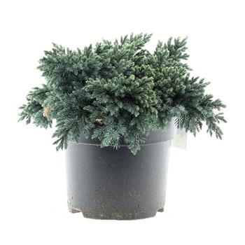 Jalovec šupinatý Blue Star květináč 7,5 litru, výška 25/30cm, pokryvný