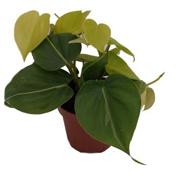 Filodendron květináč 11cm