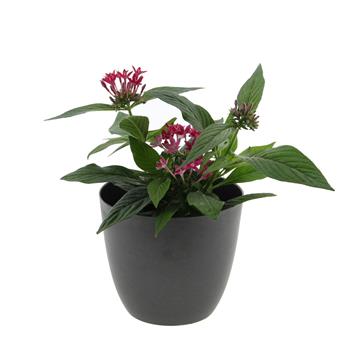 Pětkovec kopinatý, pentas mix, květináč 10cm