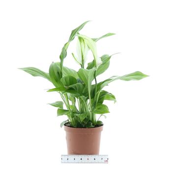 Lopatkovec květináč 6,5cm