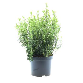 Brslen japonský Microphyllus Albovariegatus výška 25/30cm, květináč 2,5 litru