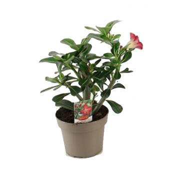Adénium ztloustlé Anouk květináč 14cm