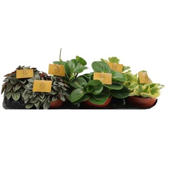 Pepřinec MIX květináč 11cm
