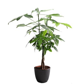 Pachira vodní výška 60cm, květináč 17cm