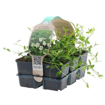 Barvínek menší  Gertrude Jekyll 6pack