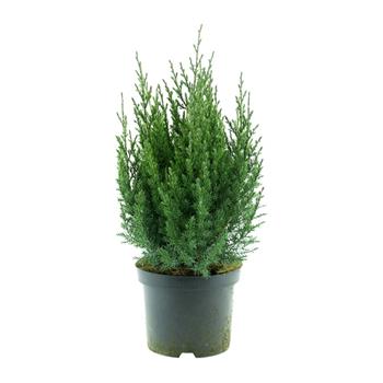 Jalovec čínský Stricta výška 30/40cm, květináč 2,5litru
