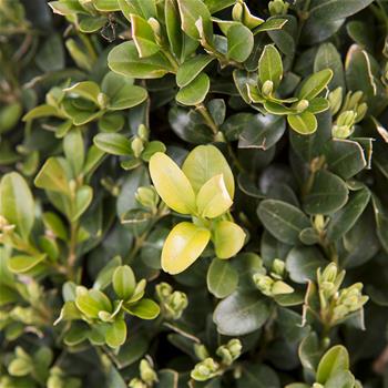 Zimostráz vždyzelený Arborescens květináč 7,5 litru, výška 40/50cm, tvarovaný, kužel