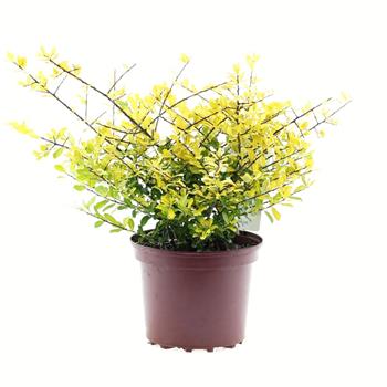 Cesmína vroubkovaná Golden Gem květináč 2 litry, výška 20/30cm, keř