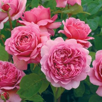 Růže D. Austin Princess Alexanda of Kent6 litrů