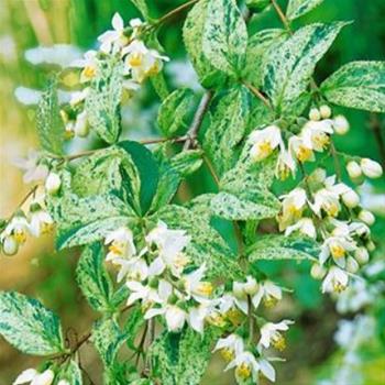Trojpuk něžný Variegata květináč 2,5 litru, výška 20/30cm, keř