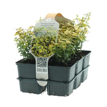 Brslen Fortunův Emerald n Gold 6pack, výška 10/15cm, keř
