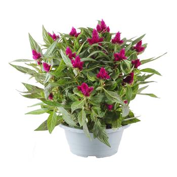 Nevadlec Caracas miska 23cm
